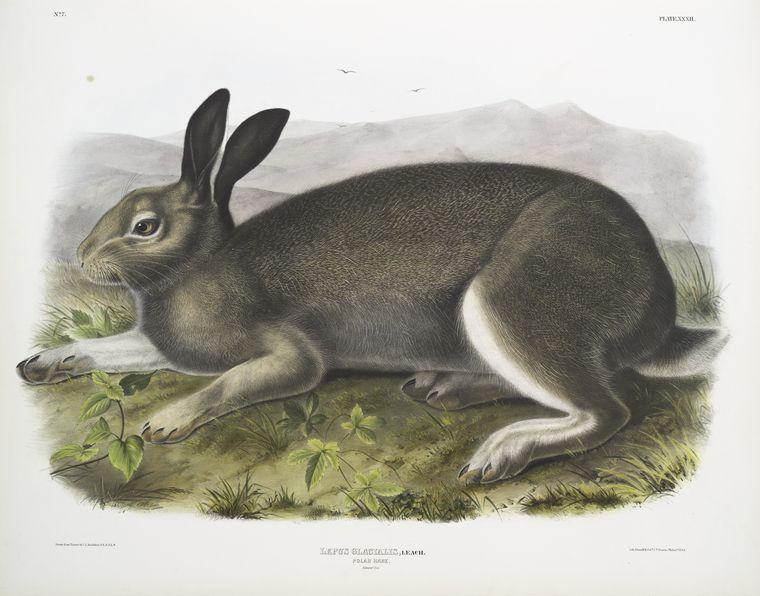 WikiOO.org – 美術百科全書 - 繪畫，作品 John James Audubon - 天兔座冰川，极地野兔。自然大小