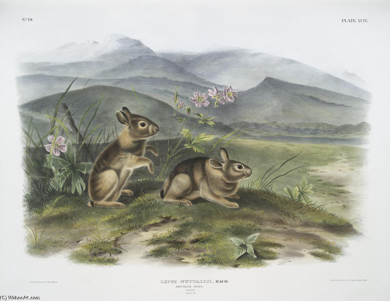 Wikioo.org - The Encyclopedia of Fine Arts - Painting, Artwork by John James Audubon - Lepus nuttallii, Nuttall's Hare