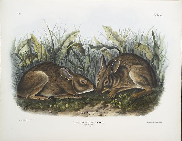 WikiOO.org - Enciclopédia das Belas Artes - Pintura, Arte por John James Audubon - Lepus palustris, Marsh Hare. Natural size
