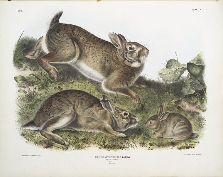 Wikioo.org - The Encyclopedia of Fine Arts - Painting, Artwork by John James Audubon - Lepus Sylvaticus, Grey Rabbit. Natural size. Old & young