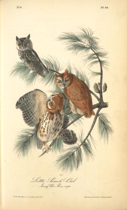 WikiOO.org - Encyclopedia of Fine Arts - Maľba, Artwork John James Audubon - Little Screech Owl