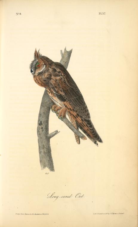 WikiOO.org - Енциклопедія образотворчого мистецтва - Живопис, Картини
 John James Audubon - Long-eared Owl