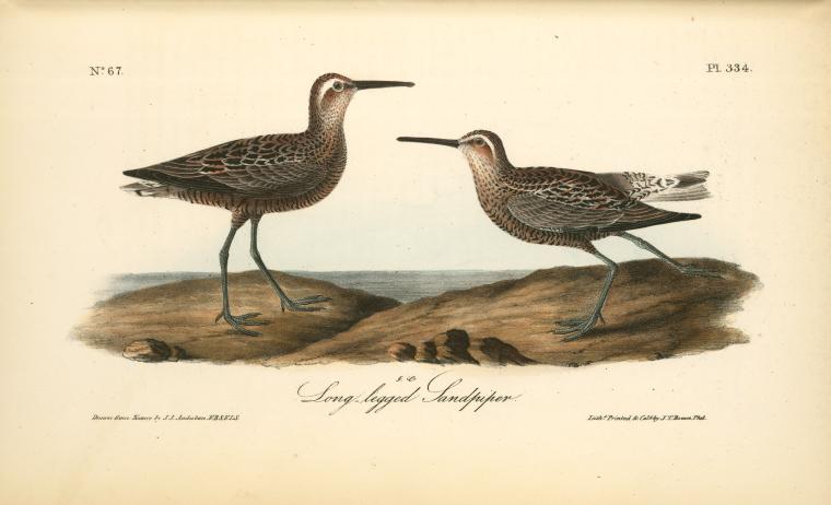 Wikioo.org – L'Enciclopedia delle Belle Arti - Pittura, Opere di John James Audubon - Gambe lunghe Sandpiper
