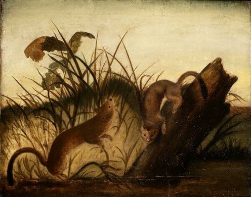 WikiOO.org - Enciclopédia das Belas Artes - Pintura, Arte por John James Audubon - Long-Tailed Weasel