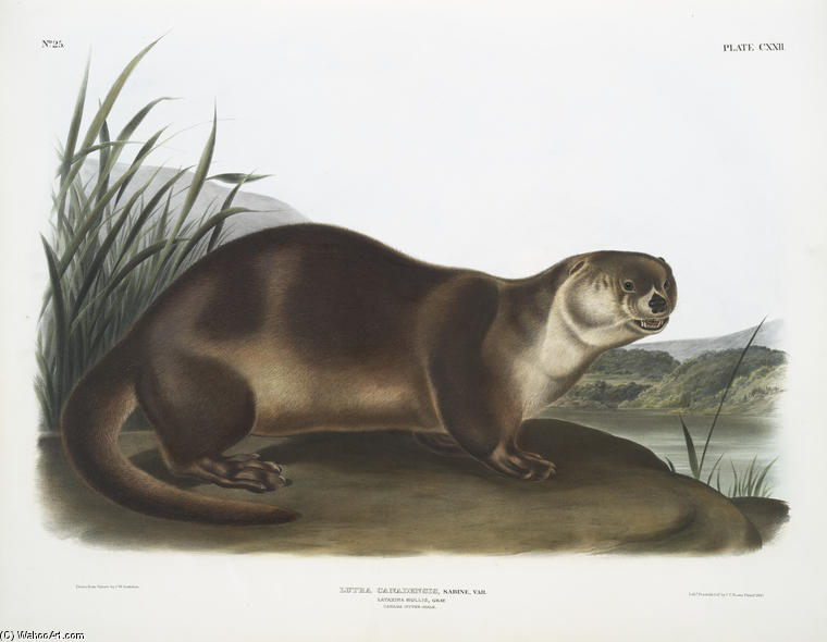 WikiOO.org - Enciklopedija dailės - Tapyba, meno kuriniai John James Audubon - Lutra Canadensis, Canada Otter