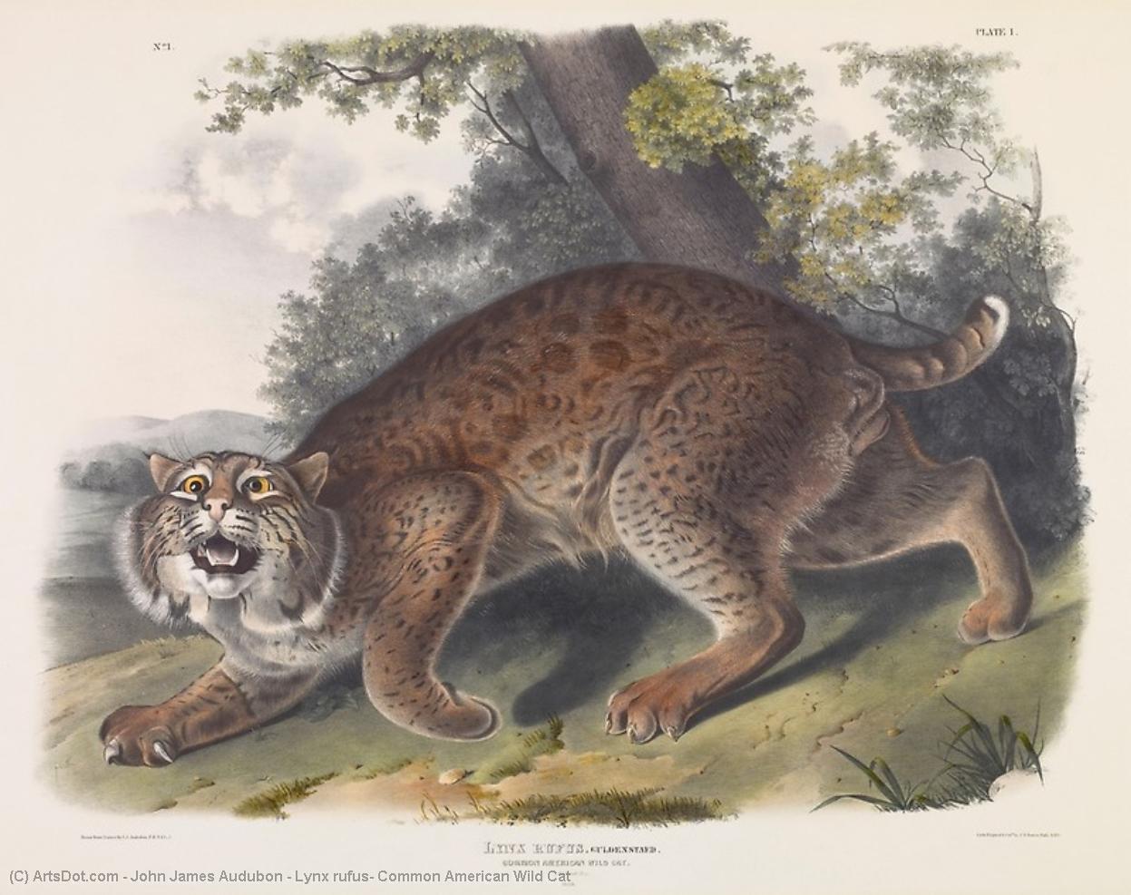 WikiOO.org - Encyclopedia of Fine Arts - Maalaus, taideteos John James Audubon - Lynx rufus, Common American Wild Cat