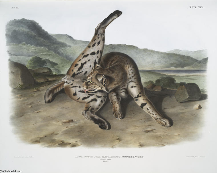 WikiOO.org – 美術百科全書 - 繪畫，作品 John James Audubon - 山猫鲁弗斯，VAR。斑，德克萨斯山猫