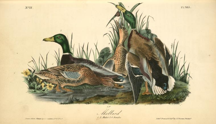 Wikioo.org - The Encyclopedia of Fine Arts - Painting, Artwork by John James Audubon - Mallard. 1. 2. Males. 3. 4. Femeles