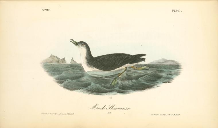 Wikioo.org – L'Enciclopedia delle Belle Arti - Pittura, Opere di John James Audubon - Manks Shearwater. Maschio