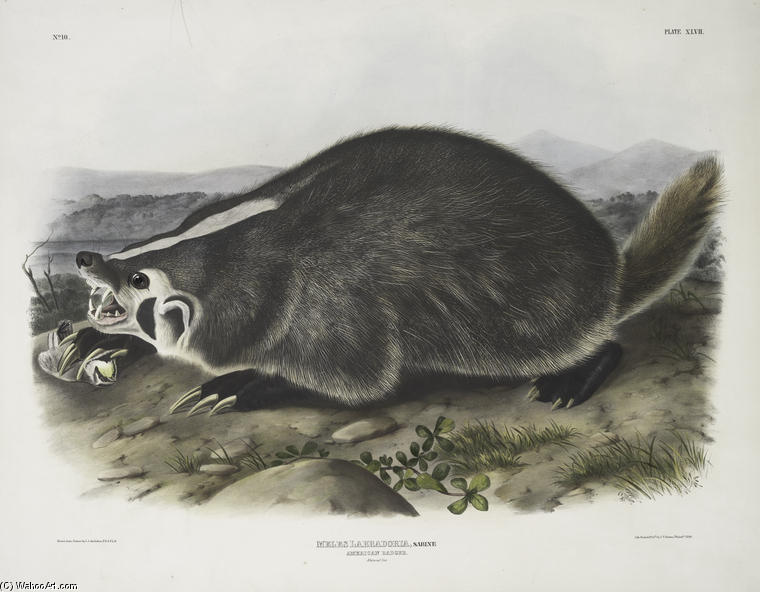 Wikoo.org - موسوعة الفنون الجميلة - اللوحة، العمل الفني John James Audubon - Meles Labradoria, American Badger. Natural size