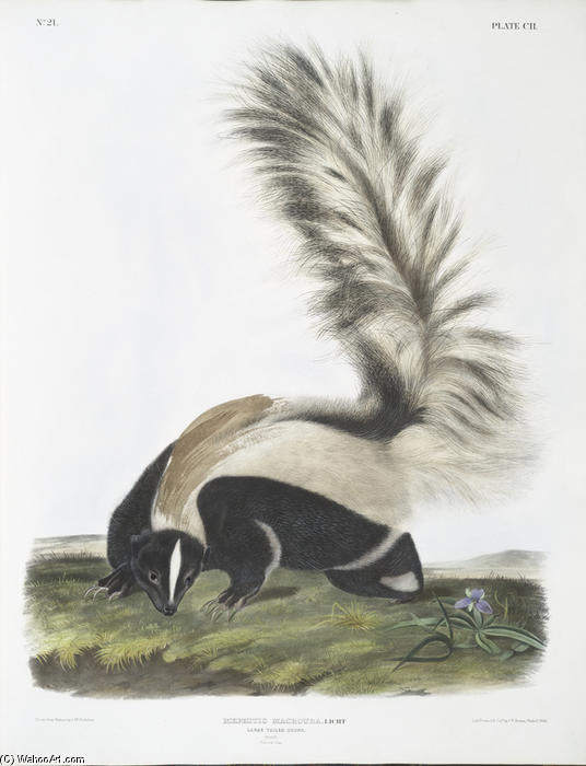 WikiOO.org - Güzel Sanatlar Ansiklopedisi - Resim, Resimler John James Audubon - Mephitis macroura, Large-tailed Skunk. Male. Natural size