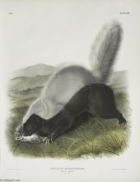 Wikioo.org – L'Enciclopedia delle Belle Arti - Pittura, Opere di John James Audubon - Mephitis mesoleuca, texano Skunk. Dimensioni naturali
