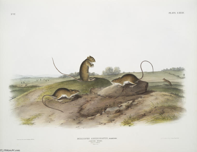 WikiOO.org - 백과 사전 - 회화, 삽화 John James Audubon - Meriones Americanus, Jumping Mouse