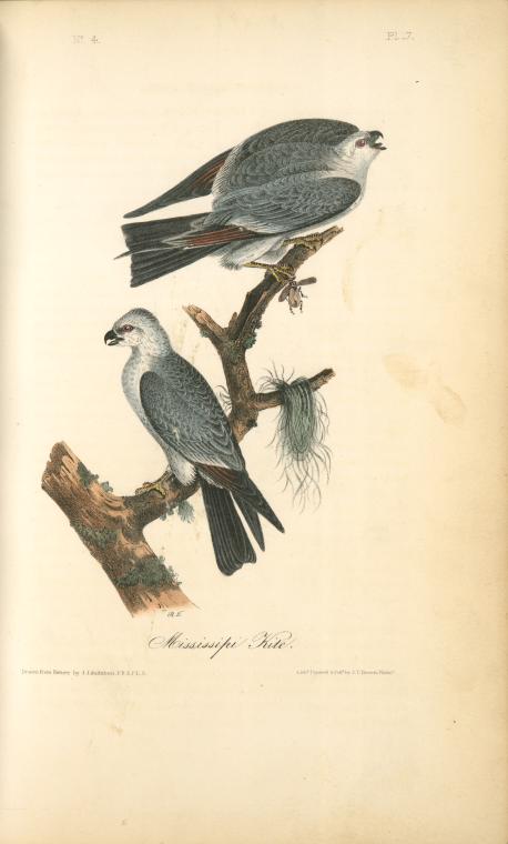 Wikioo.org - Encyklopedia Sztuk Pięknych - Malarstwo, Grafika John James Audubon - Mississipi Kite