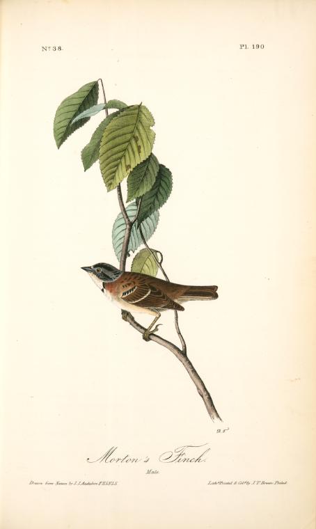 Wikioo.org - Encyklopedia Sztuk Pięknych - Malarstwo, Grafika John James Audubon - Morton's Finch. Male
