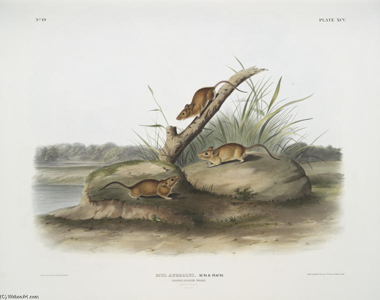 Wikioo.org – L'Encyclopédie des Beaux Arts - Peinture, Oeuvre de John James Audubon - Mus Aureolus, Orange couleur Souris