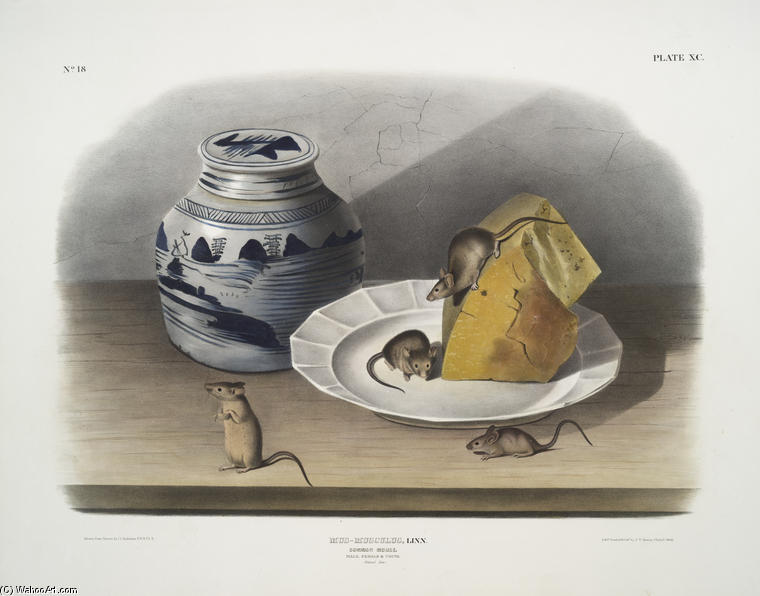 Wikioo.org – La Enciclopedia de las Bellas Artes - Pintura, Obras de arte de John James Audubon - Mus musculus-, el ratón común.