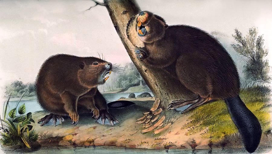 WikiOO.org - Encyclopedia of Fine Arts - Maalaus, taideteos John James Audubon - North American Beaver (Castor canadensis)