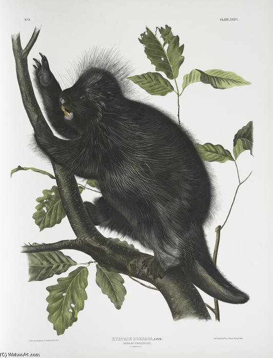 Wikioo.org - The Encyclopedia of Fine Arts - Painting, Artwork by John James Audubon - Nystrix dorsata, Canada Porcupine