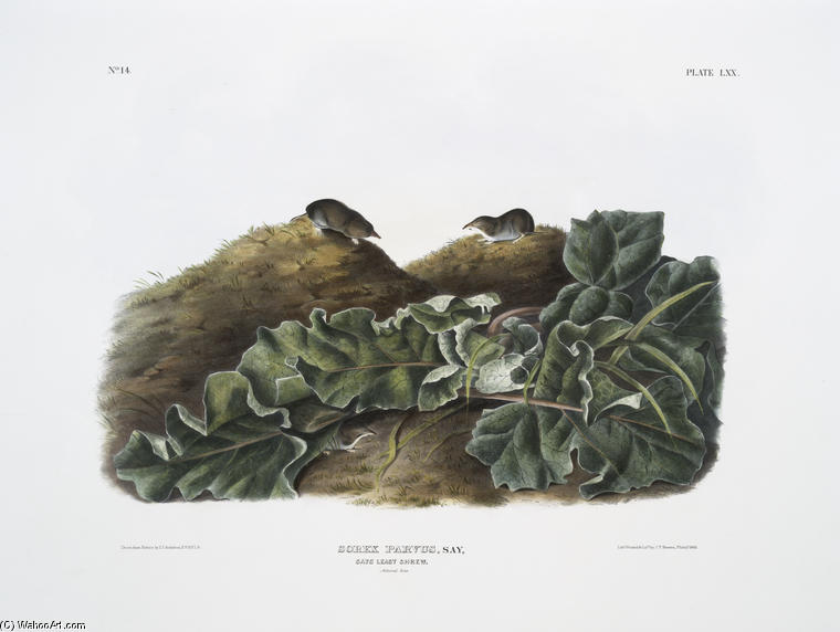 WikiOO.org - Εγκυκλοπαίδεια Καλών Τεχνών - Ζωγραφική, έργα τέχνης John James Audubon - orex parvus, Say's Least Shrew. Natural size