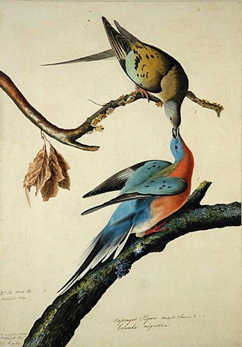 WikiOO.org - Enciclopédia das Belas Artes - Pintura, Arte por John James Audubon - Passenger Pigeon