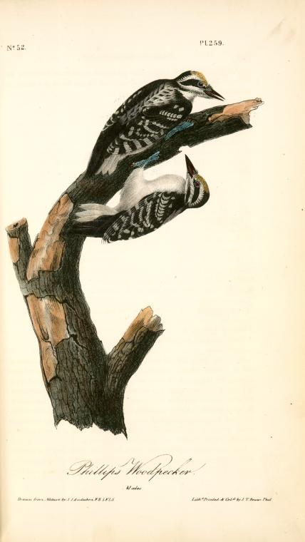 WikiOO.org - Encyclopedia of Fine Arts - Schilderen, Artwork John James Audubon - Phillips Woodpecker. Males