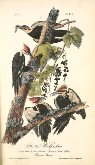 WikiOO.org - Encyclopedia of Fine Arts - Maalaus, taideteos John James Audubon - Pileated Woodpecker. 1. Adult Male. 2. Adult Female. 3. and 4. Young Males. (Racoon Grape)