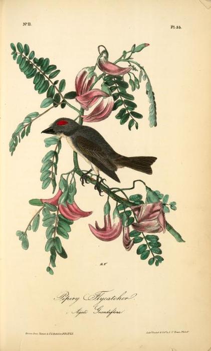 Wikioo.org - The Encyclopedia of Fine Arts - Painting, Artwork by John James Audubon - Pipiry Flycatcher