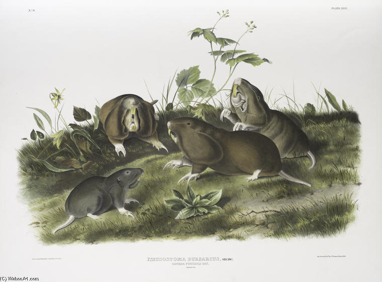 WikiOO.org - Encyclopedia of Fine Arts - Schilderen, Artwork John James Audubon - Pseudostoma bursarius, Canada Pouched Rat. Natural size
