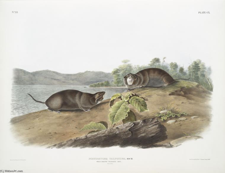 Wikioo.org - The Encyclopedia of Fine Arts - Painting, Artwork by John James Audubon - Pseudostoma talpoides, Mole-shaped Pouched Rat. Natural size