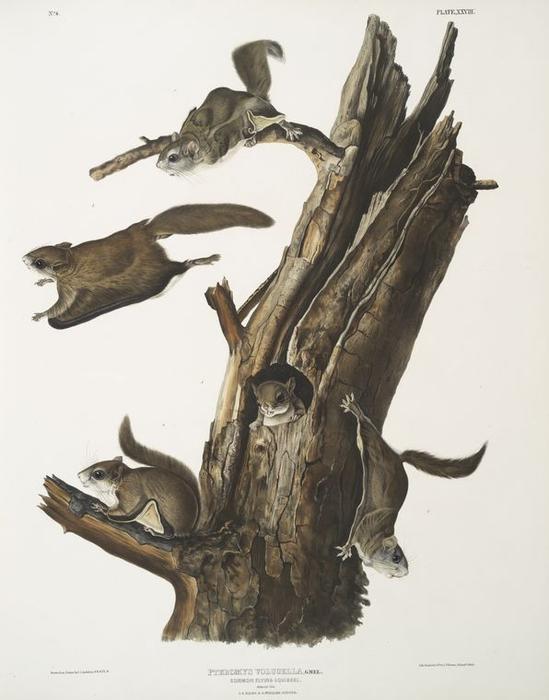 Wikioo.org - The Encyclopedia of Fine Arts - Painting, Artwork by John James Audubon - Pteromys volucella, Common Flying Squirrel. Natural size. 1. 2. Males, 3. 4. Females, 5. Young