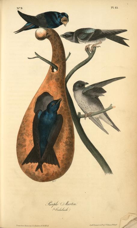 Wikioo.org - The Encyclopedia of Fine Arts - Painting, Artwork by John James Audubon - Purple Martin. (Calabash)