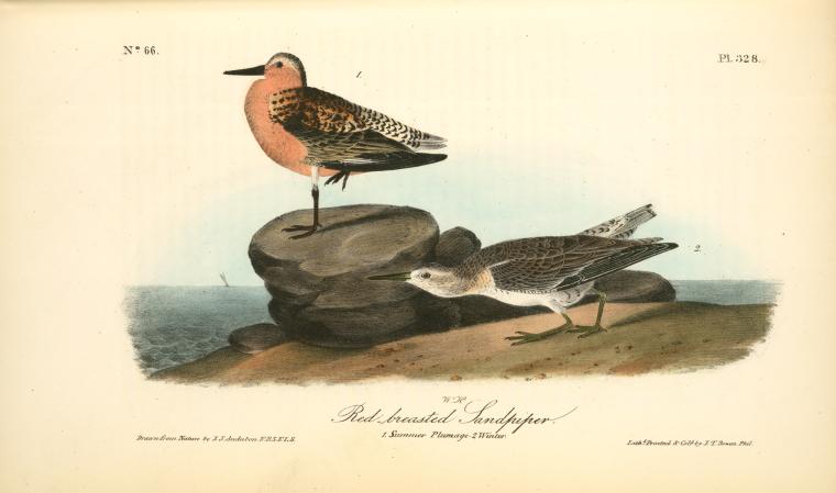 Wikioo.org - The Encyclopedia of Fine Arts - Painting, Artwork by John James Audubon - Red-breasted Sandpiper. 1.Summer plumage. 2. Winter