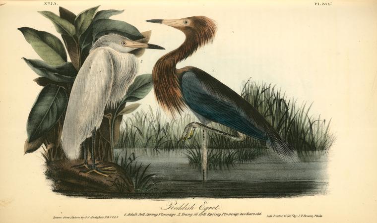 WikiOO.org – 美術百科全書 - 繪畫，作品 John James Audubon - 微红白鹭。 1.成人，充满春天的羽毛。 2.年轻的全春羽两岁
