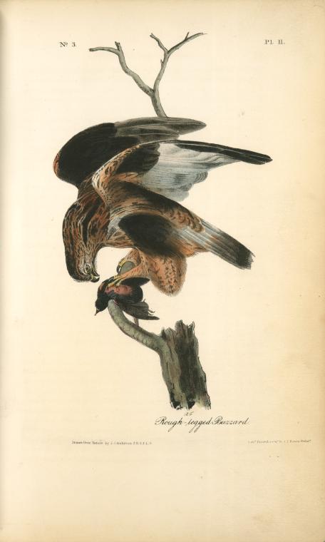 WikiOO.org - 백과 사전 - 회화, 삽화 John James Audubon - Rough-legged Buzzard