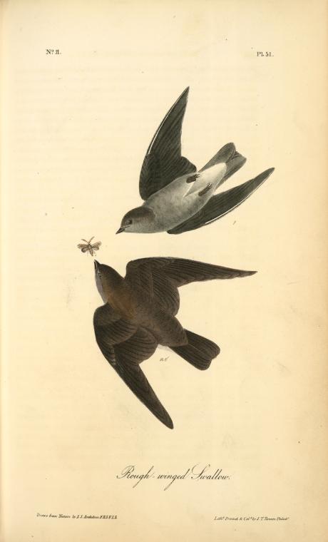Wikioo.org - The Encyclopedia of Fine Arts - Painting, Artwork by John James Audubon - Rough-winged Swallow