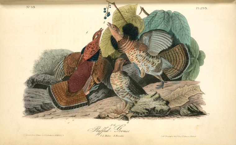 WikiOO.org - Güzel Sanatlar Ansiklopedisi - Resim, Resimler John James Audubon - Ruffed Grouse. 1. 2. Males. 3. Females
