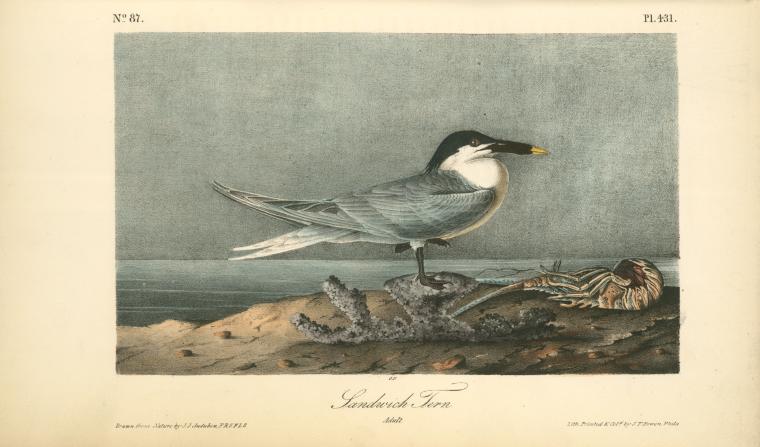 WikiOO.org - Güzel Sanatlar Ansiklopedisi - Resim, Resimler John James Audubon - Sandwich Tern. Adult