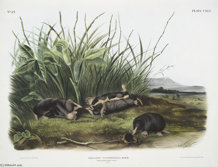 Wikioo.org - The Encyclopedia of Fine Arts - Painting, Artwork by John James Audubon - Scalops Townsendii, Townsend's Shrew Mole. Males. Natural size