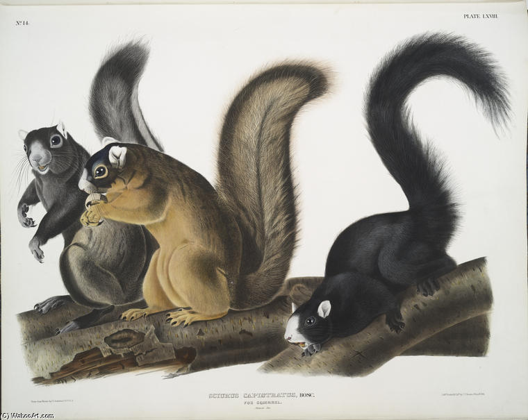 Wikioo.org - The Encyclopedia of Fine Arts - Painting, Artwork by John James Audubon - Sciurus capistratus, Fox Squirrel. Natural size
