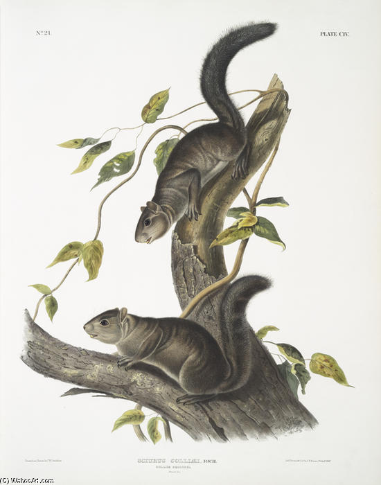Wikioo.org - The Encyclopedia of Fine Arts - Painting, Artwork by John James Audubon - Sciurus colliaei, Collies Squirrel. Natural size