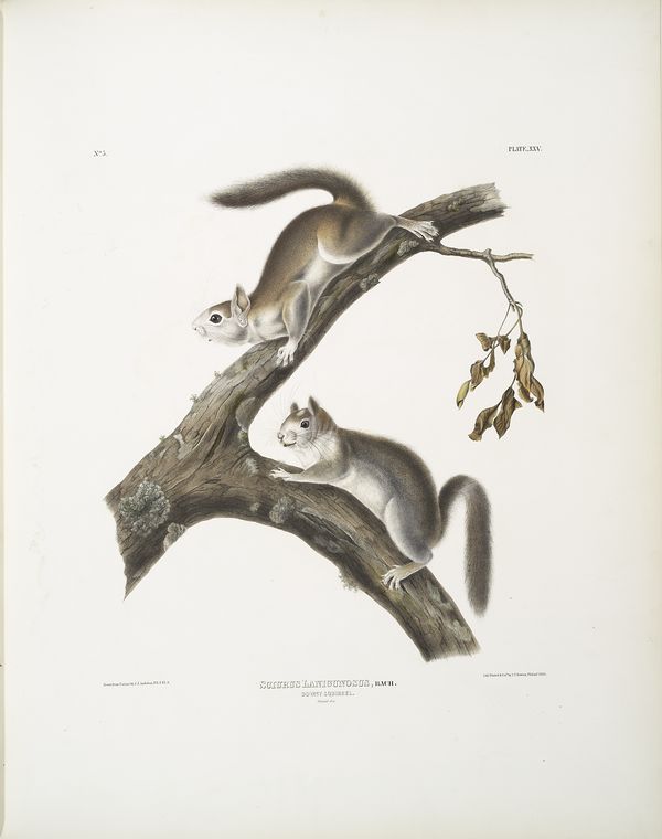 Wikioo.org - The Encyclopedia of Fine Arts - Painting, Artwork by John James Audubon - Sciurus Lanigunosus, Downy Squirrel. Natural size