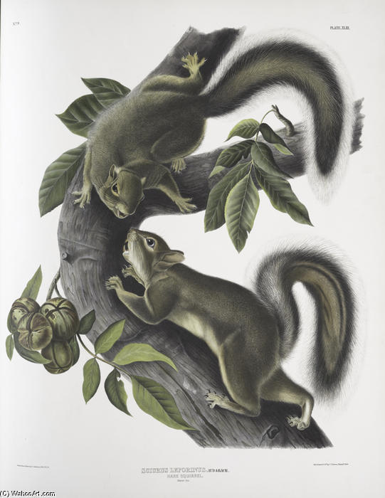 Wikioo.org - Encyklopedia Sztuk Pięknych - Malarstwo, Grafika John James Audubon - Sciurus leporinus, Hare Squirrel. Natural size