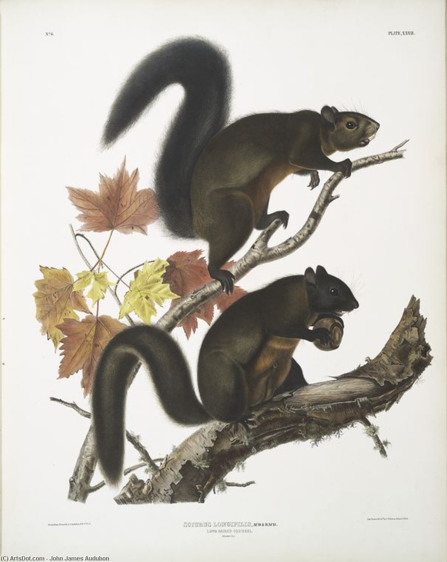 Wikioo.org – L'Encyclopédie des Beaux Arts - Peinture, Oeuvre de John James Audubon - Longipilis sciurus , Long-haired Écureuil . Grandeur nature