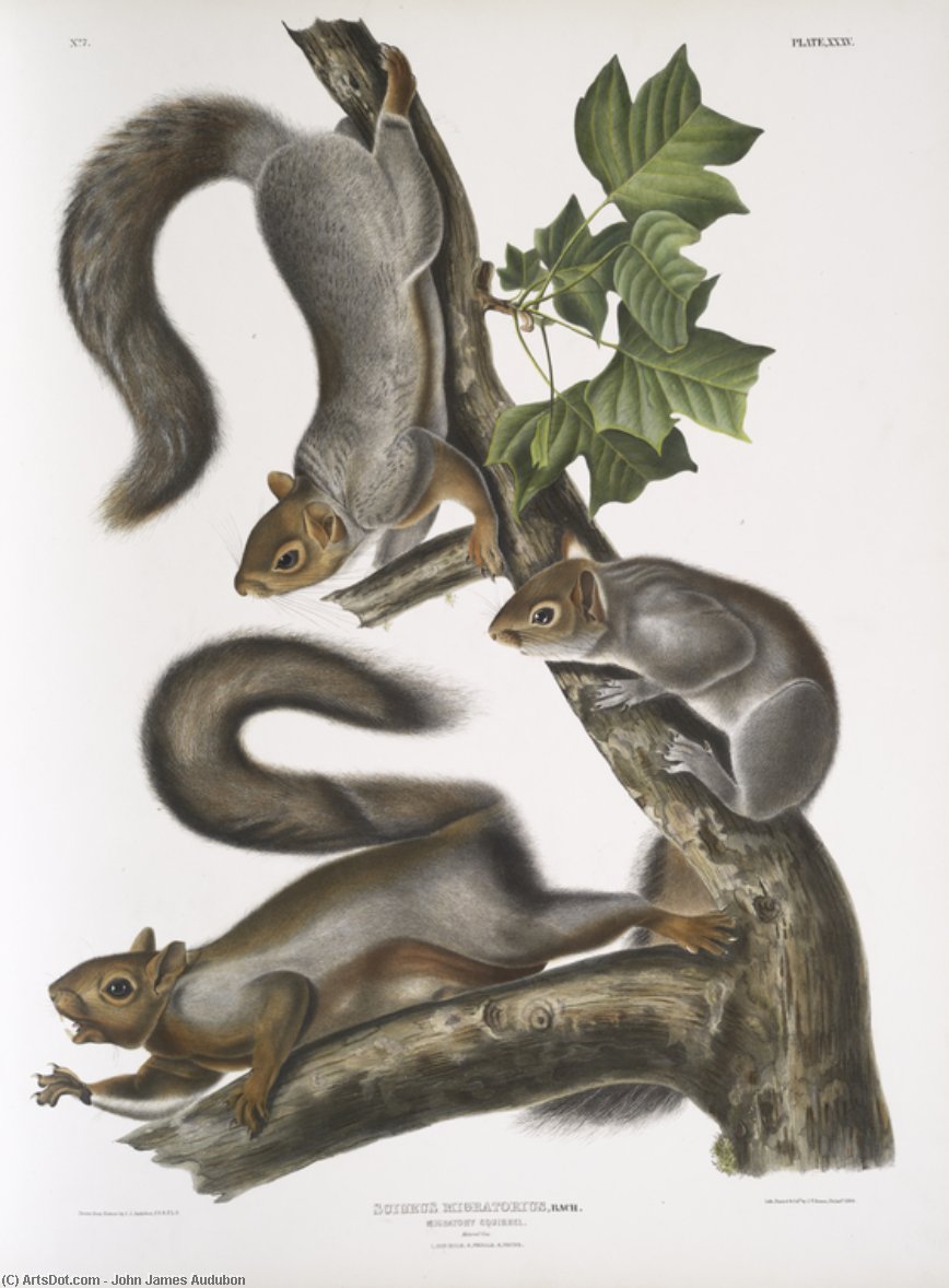 Wikioo.org - The Encyclopedia of Fine Arts - Painting, Artwork by John James Audubon - Sciurus migratorius, Migratory Squirrel. Natural size. 1. Old Male, 2. Female, 3. Young
