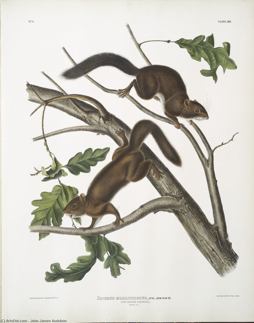 Wikioo.org - Encyklopedia Sztuk Pięknych - Malarstwo, Grafika John James Audubon - Sciurus mollipilosus, Soft-haired Squirrel. Natural size