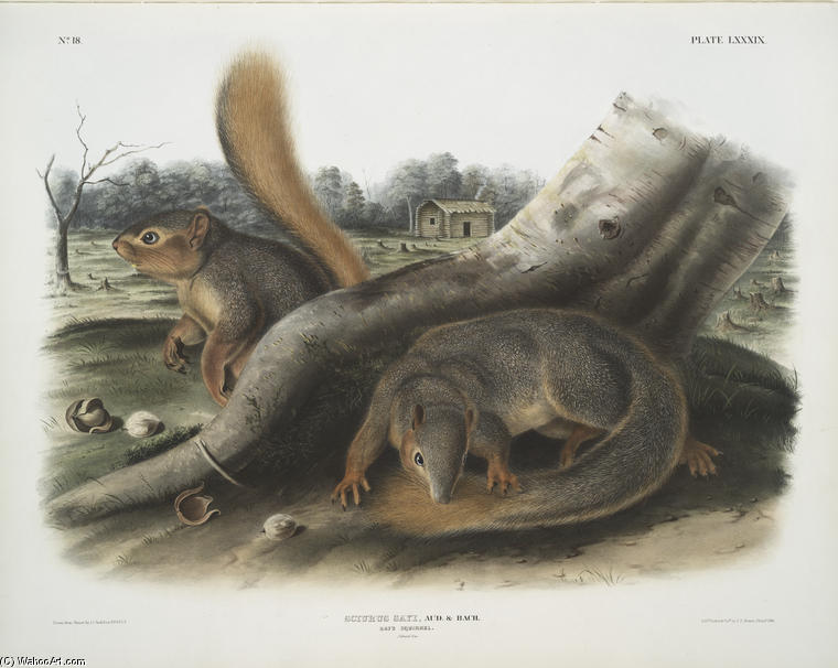 WikiOO.org - Enciclopédia das Belas Artes - Pintura, Arte por John James Audubon - Sciurus Sayi, Say's Squirrel