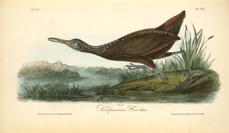 WikiOO.org - Encyclopedia of Fine Arts - Målning, konstverk John James Audubon - Scolopaceous Courlan
