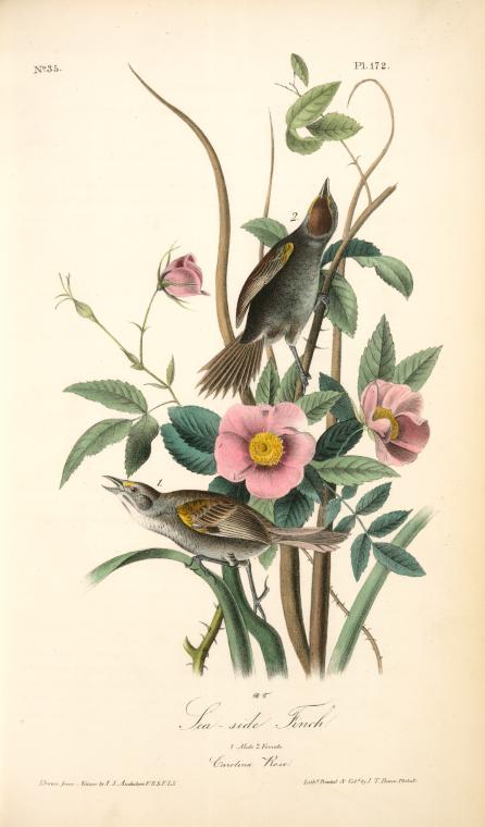 Wikioo.org - The Encyclopedia of Fine Arts - Painting, Artwork by John James Audubon - Sea-side Finch. 1. Male. 2. Female. (Carolina Rose. Rosa Caroina.)