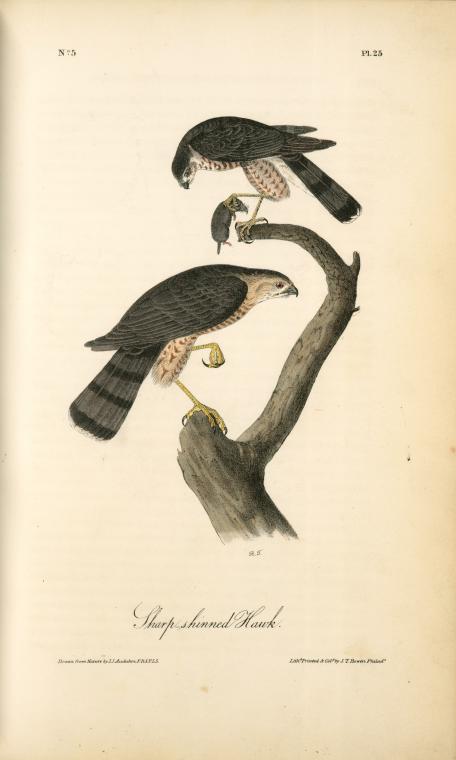 Wikioo.org – La Enciclopedia de las Bellas Artes - Pintura, Obras de arte de John James Audubon - Sharp-shinned Hawk